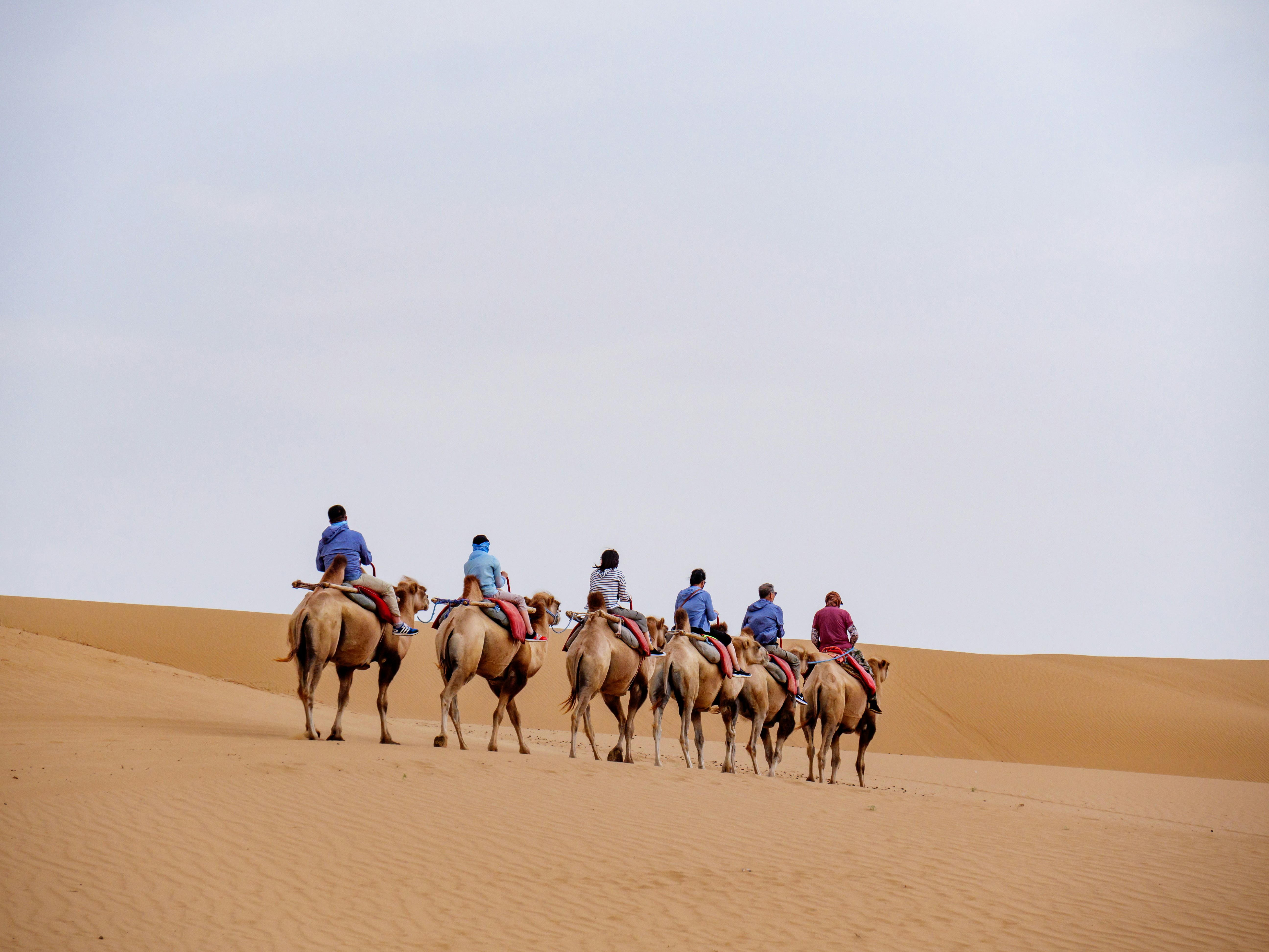 Camel or Horse Ride
